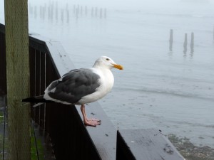 Olivia the gull in Bandon (OR)
