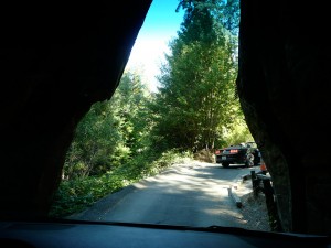 Drive-through tree