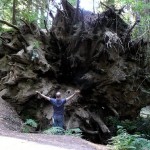 Giant tree roots