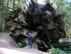 Giant tree roots